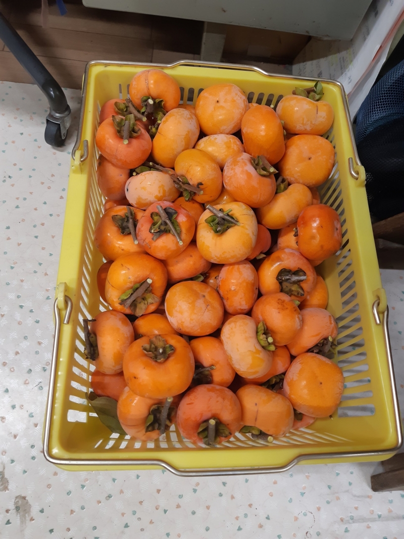 柿 収穫